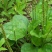 车前草种子食用野菜种籽中药材车轮菜籽野生车前子四季蔬菜种
