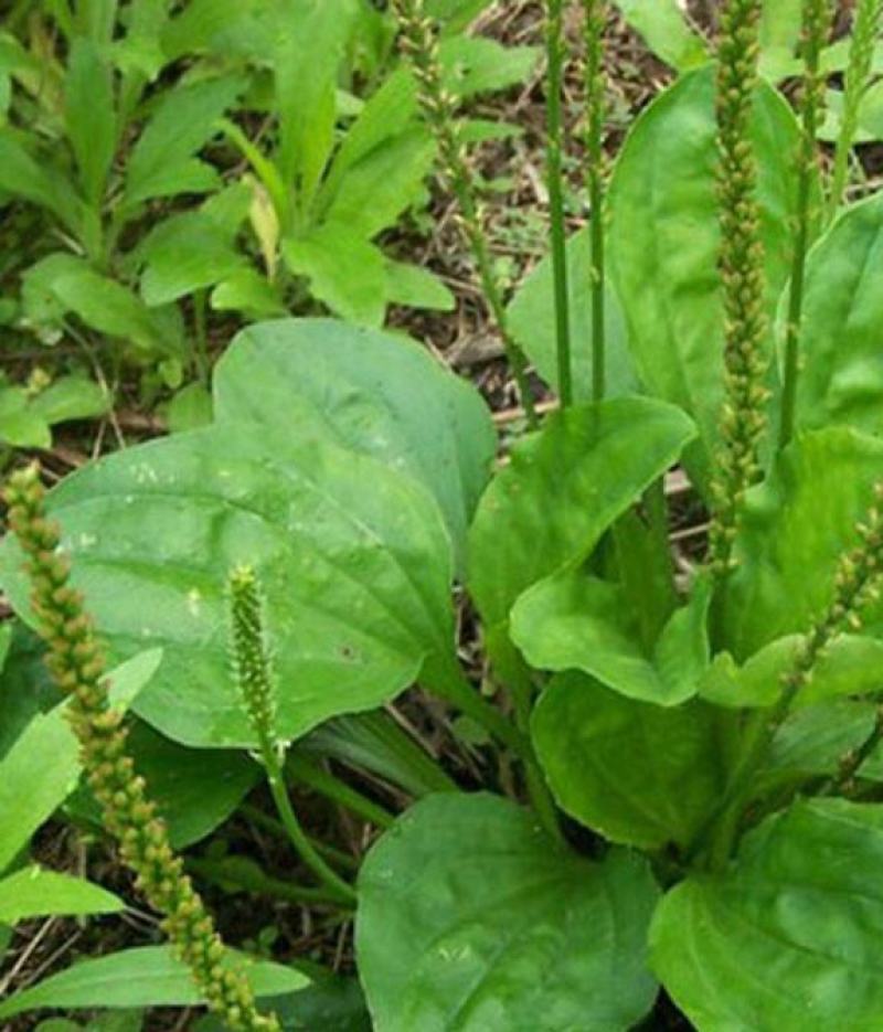 车前草种子食用野菜种籽中药材车轮菜籽野生车前子四季蔬菜种