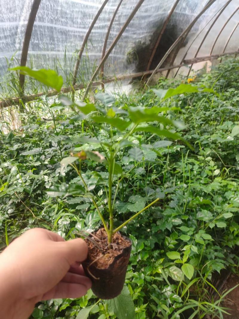 新绿宝幸福树盆栽幸福树小苗绿宝树苗绿植基地直销批发