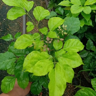新绿宝幸福树盆栽幸福树小苗绿宝树苗绿植基地直销批发