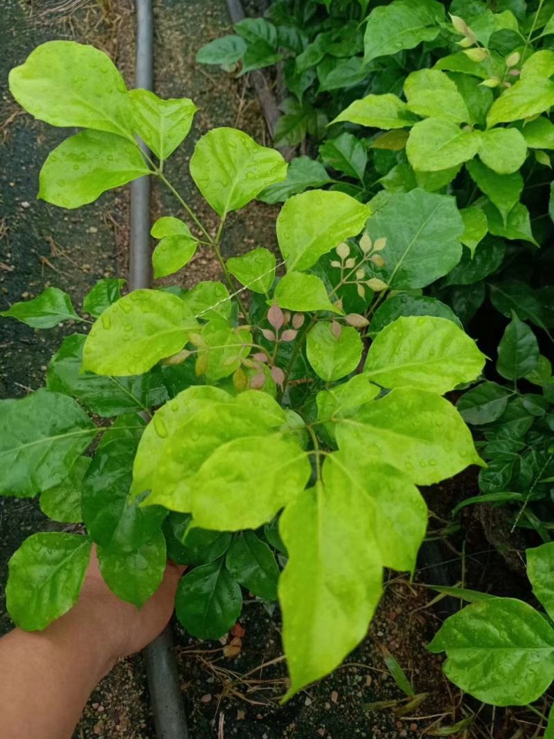 新绿宝幸福树盆栽幸福树小苗绿宝树苗绿植基地直销批发