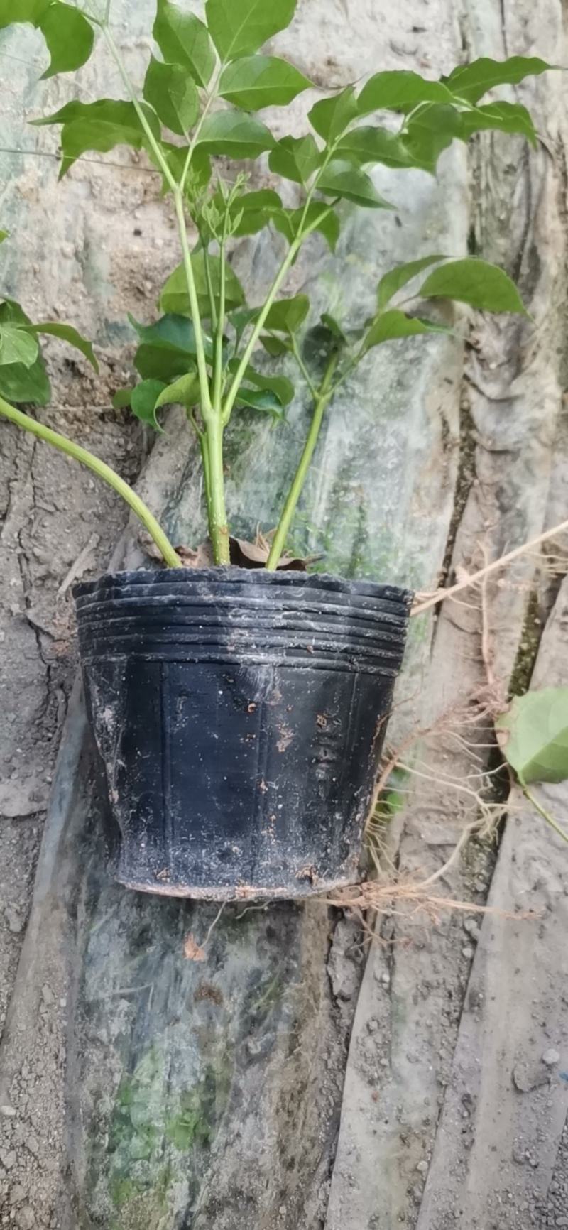 新绿宝幸福树盆栽幸福树小苗绿宝树苗绿植基地直销批发