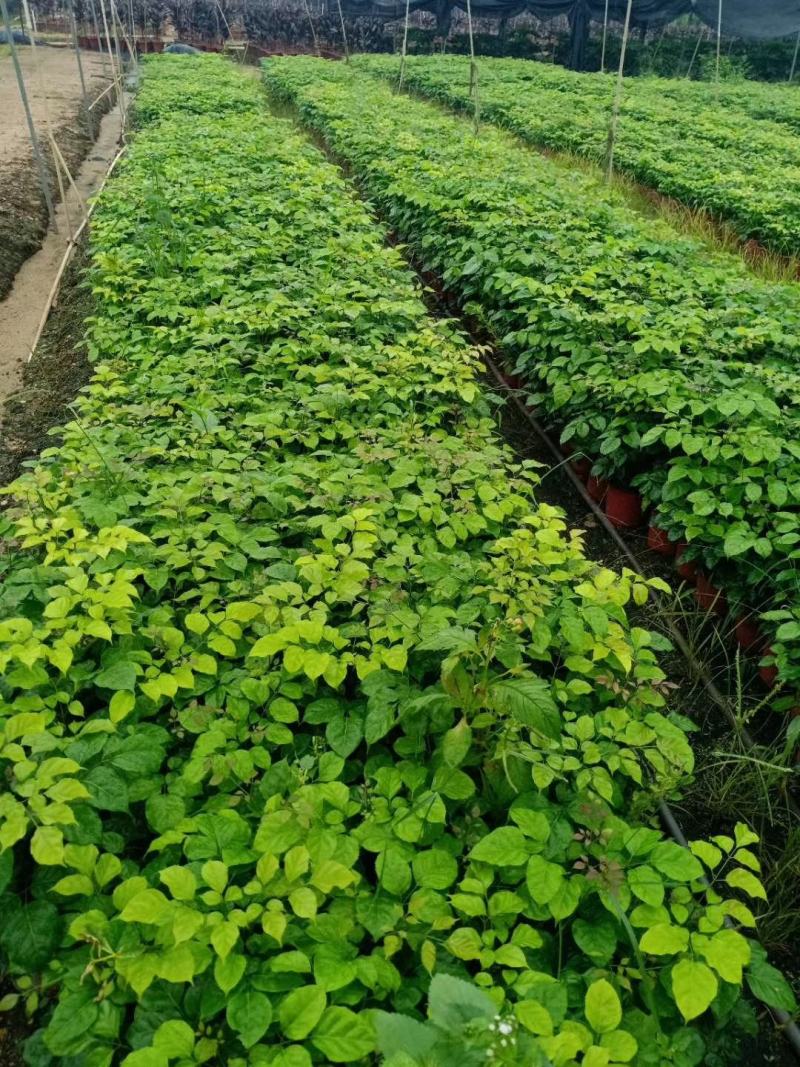 新绿宝幸福树盆栽幸福树小苗绿宝树苗绿植基地直销批发