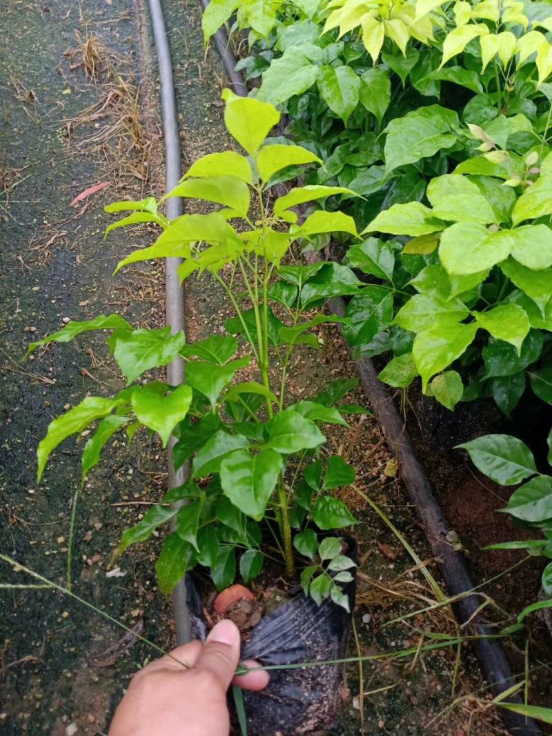 新绿宝幸福树盆栽幸福树小苗绿宝树苗绿植基地直销批发