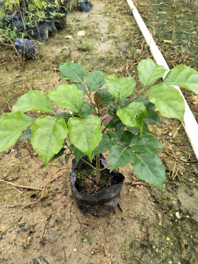 新绿宝幸福树盆栽幸福树小苗绿宝树苗绿植基地直销批发