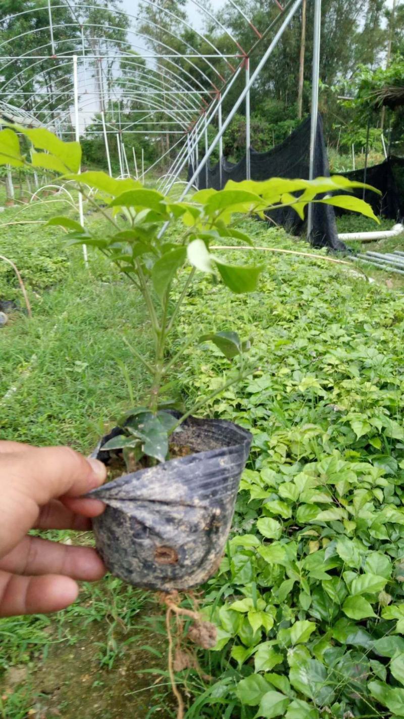 新绿宝幸福树盆栽幸福树小苗绿宝树苗绿植基地直销批发