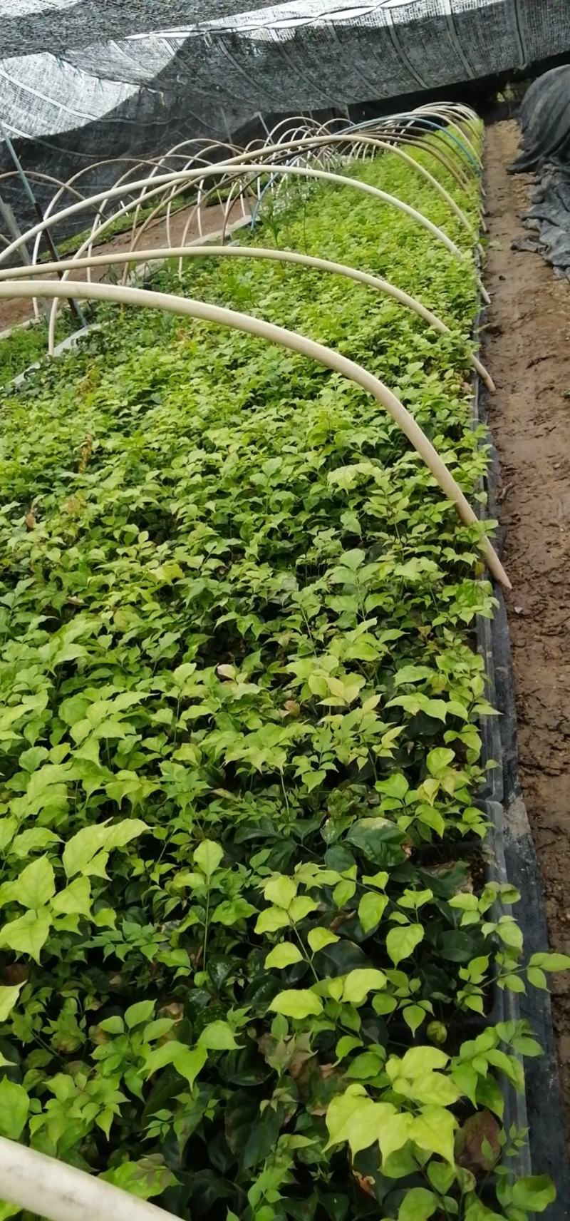 新绿宝幸福树盆栽幸福树小苗绿宝树苗绿植基地直销批发