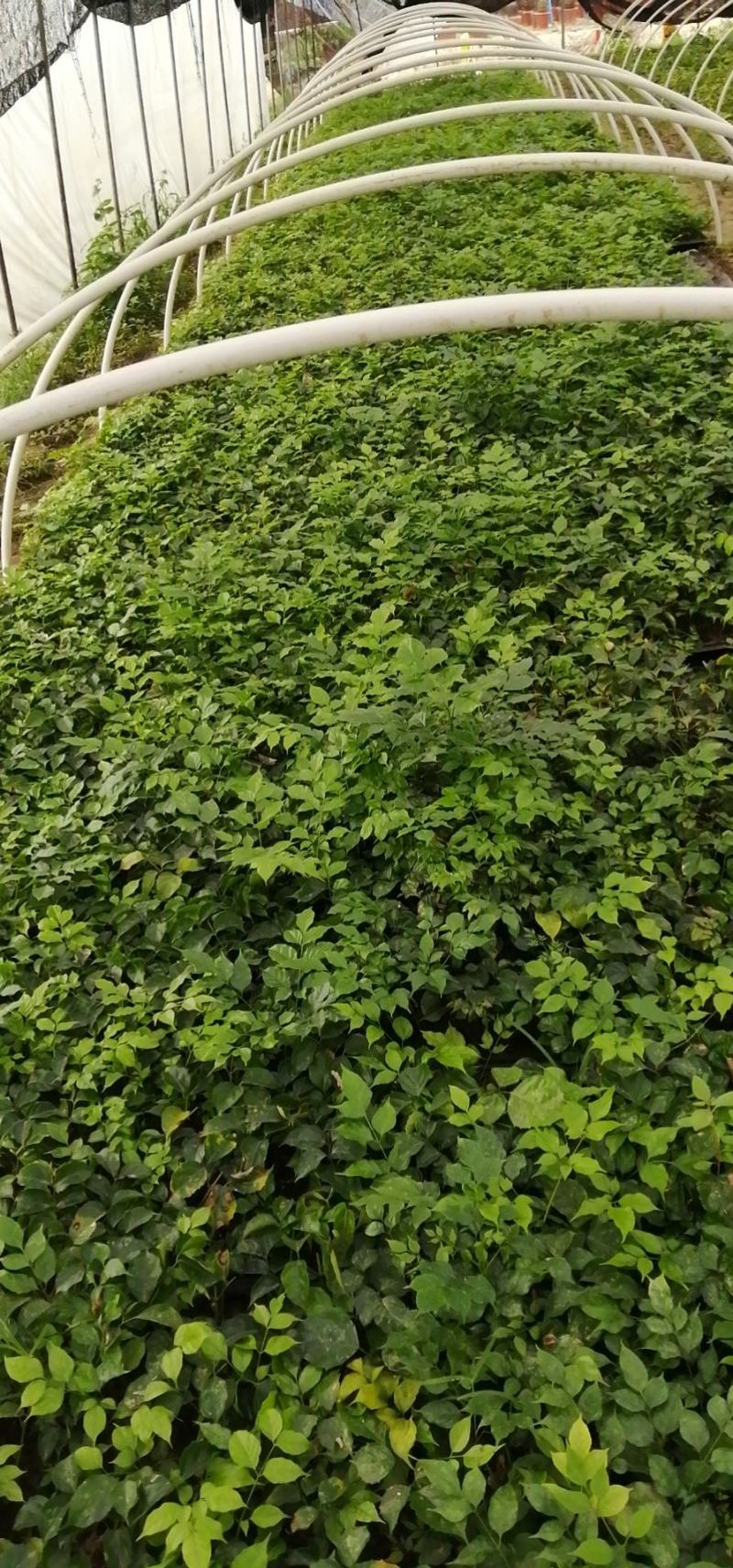 新绿宝幸福树盆栽幸福树小苗绿宝树苗绿植基地直销批发
