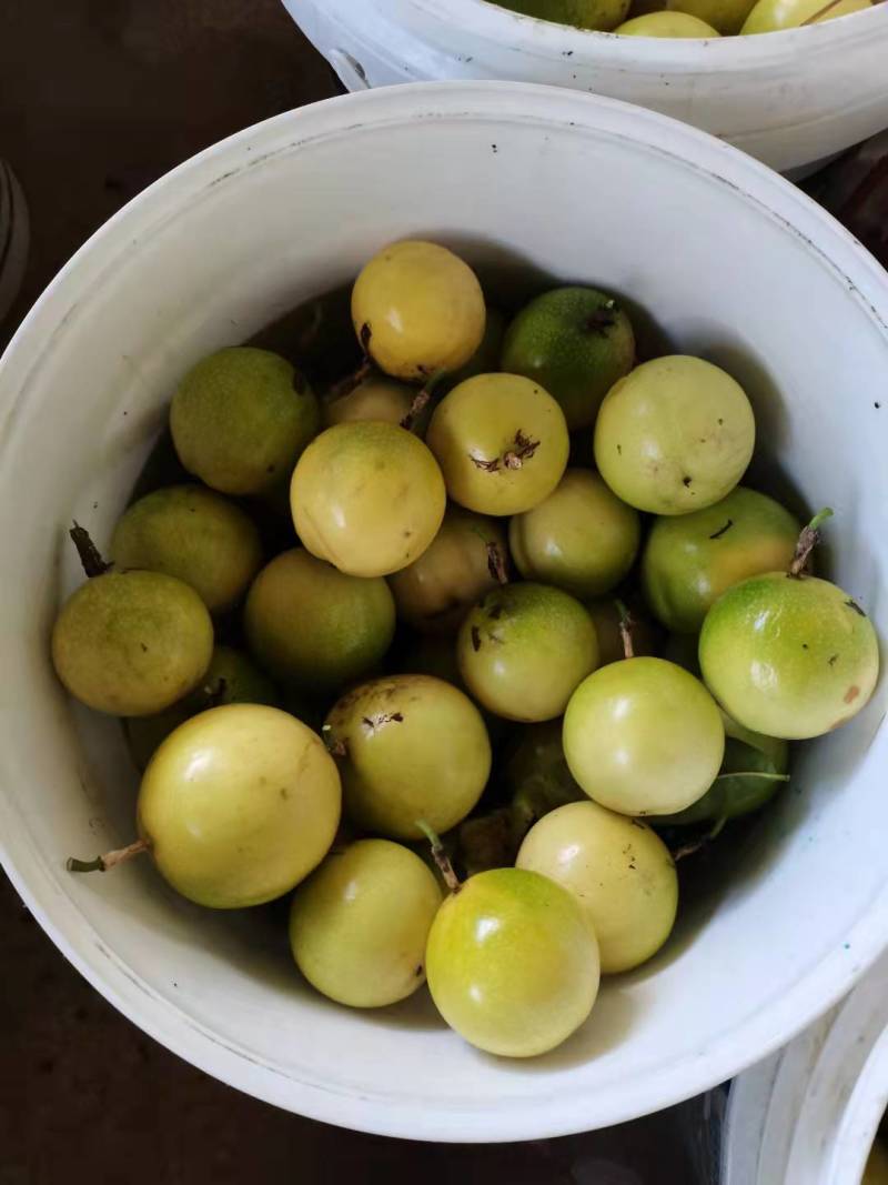 黄金百香果