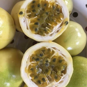 黄金百香果