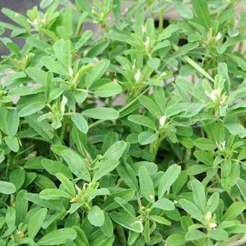 葫芦巴种子胡芦巴胡卢巴一年生叶宝菜籽别称香草香豆种子