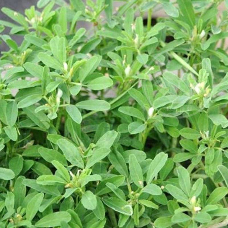 葫芦巴种子胡芦巴胡卢巴一年生叶宝菜籽别称香草香豆种子