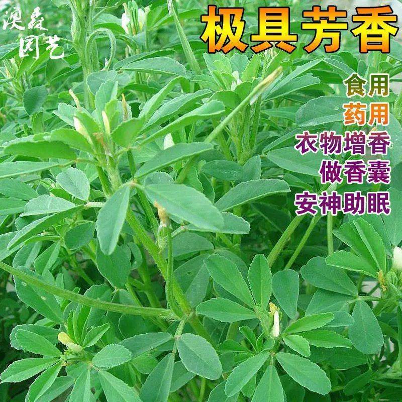 葫芦巴种子胡芦巴胡卢巴一年生叶宝菜籽别称香草香豆种子