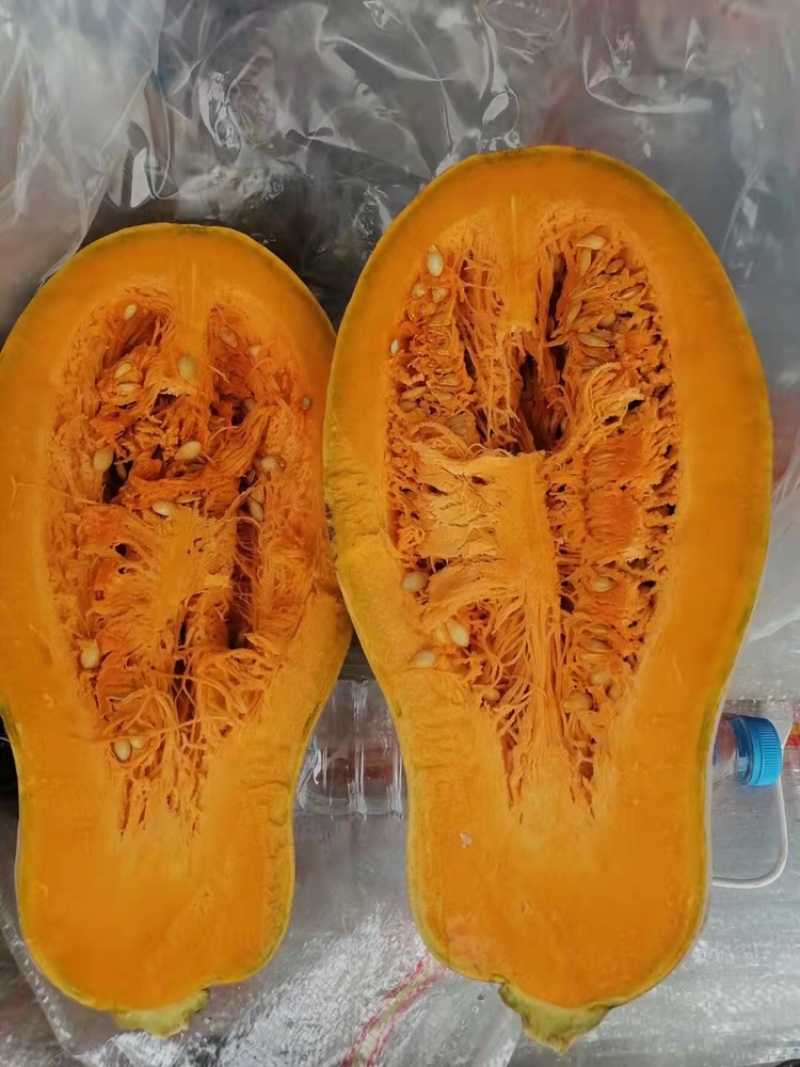 金韩蜜本老南瓜，产地货源，供应加工厂，市场！10吨起售，