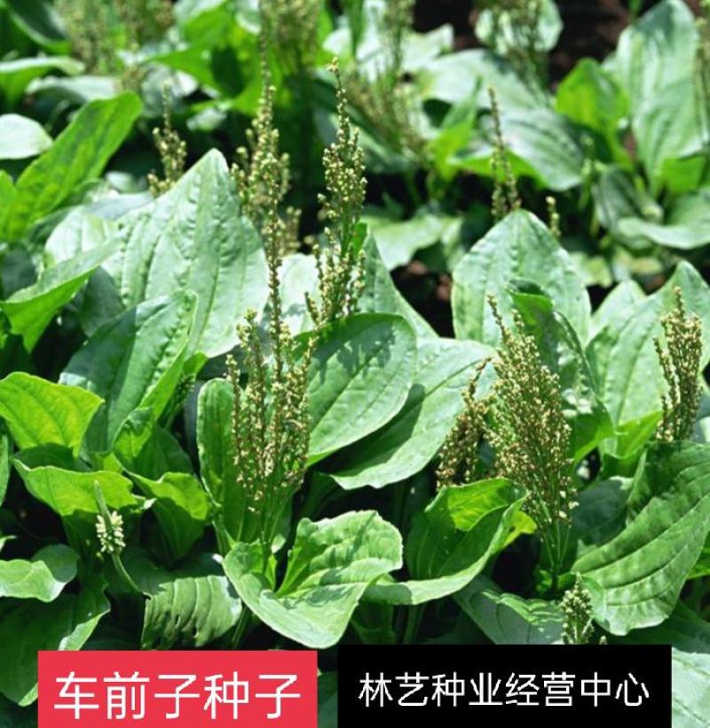 车前草种子食用野菜种籽中药材车轮菜籽野生车前子四季蔬菜种