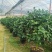 四季香妃茶花盆栽带花苞庭院室内外茶花树苗花卉阳台庭院盆栽