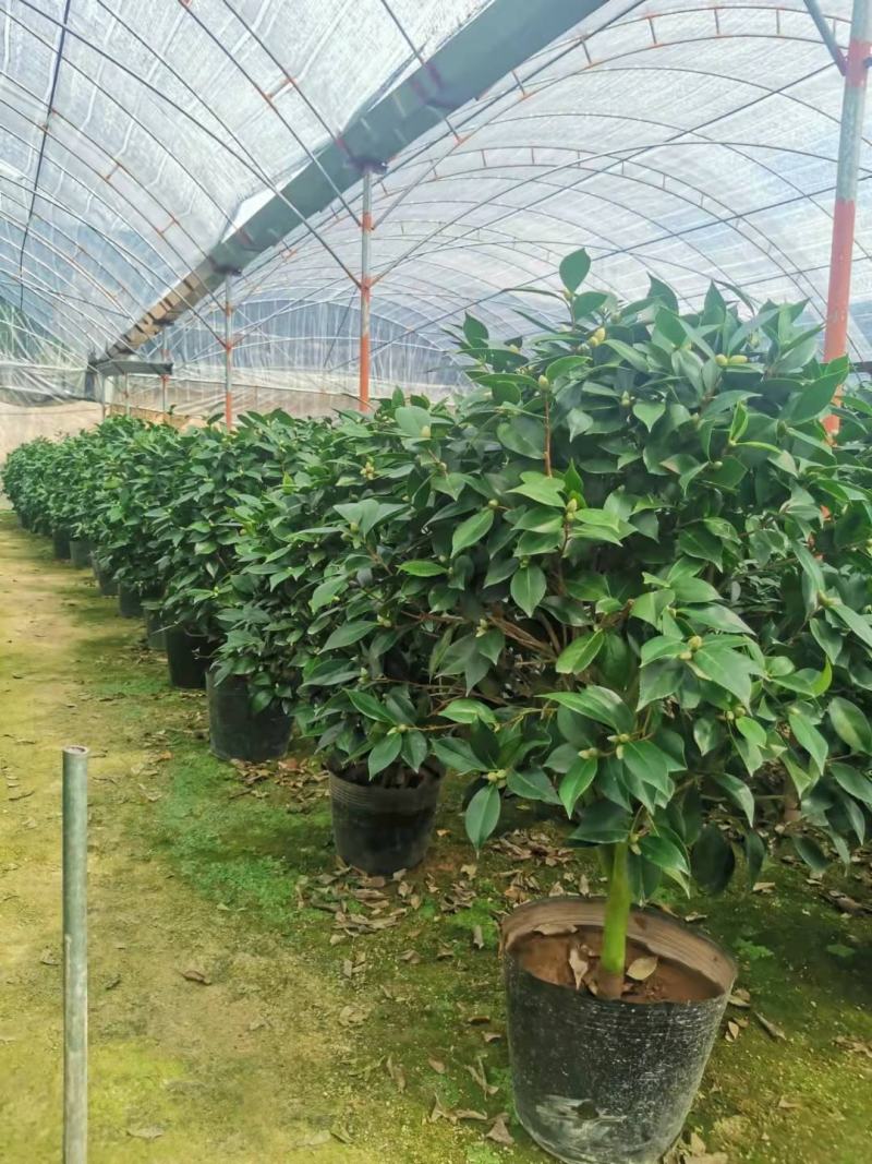 四季香妃茶花盆栽带花苞庭院室内外茶花树苗花卉阳台庭院盆栽