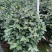四季香妃茶花盆栽带花苞庭院室内外茶花树苗花卉阳台庭院盆栽