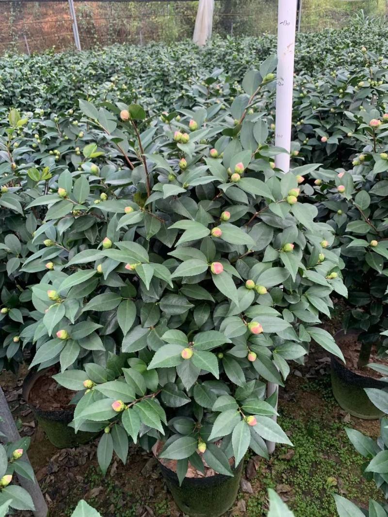 四季香妃茶花盆栽带花苞庭院室内外茶花树苗花卉阳台庭院盆栽