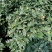四季香妃茶花盆栽带花苞庭院室内外茶花树苗花卉阳台庭院盆栽