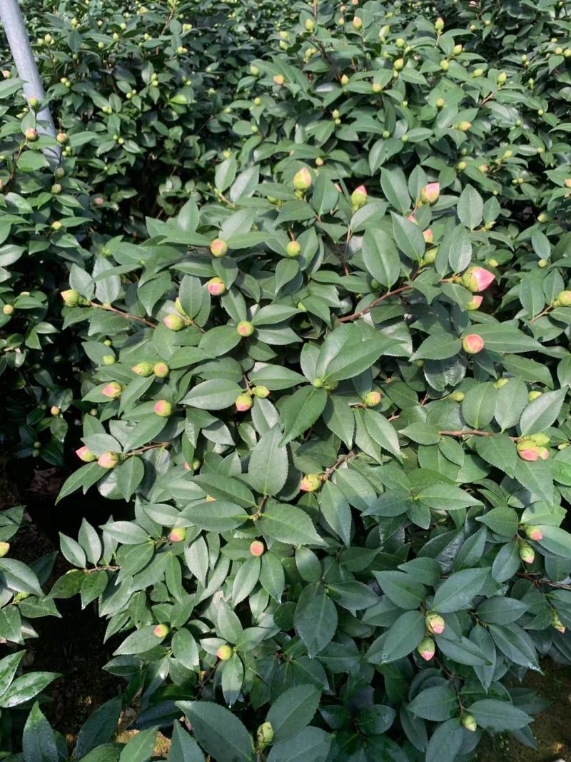 四季香妃茶花盆栽带花苞庭院室内外茶花树苗花卉阳台庭院盆栽