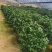 四季香妃茶花盆栽带花苞庭院室内外茶花树苗花卉阳台庭院盆栽