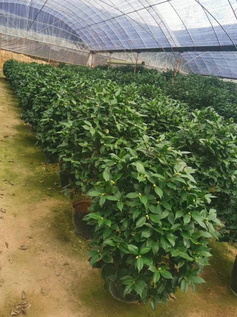 四季香妃茶花盆栽带花苞庭院室内外茶花树苗花卉阳台庭院盆栽
