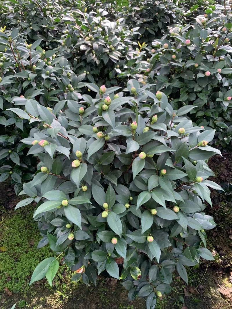 四季香妃茶花盆栽带花苞庭院室内外茶花树苗花卉阳台庭院盆栽