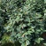 四季香妃茶花盆栽带花苞庭院室内外茶花树苗花卉阳台庭院盆栽