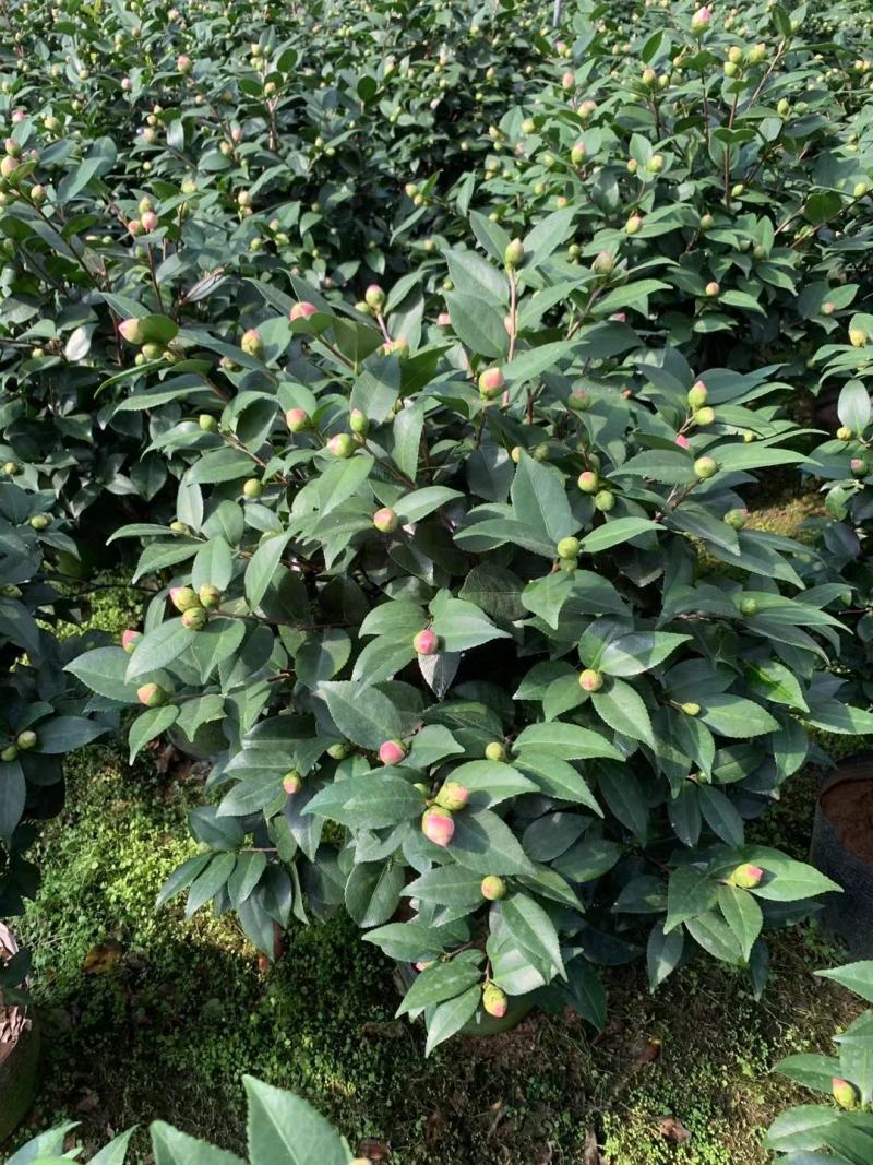 四季香妃茶花盆栽带花苞庭院室内外茶花树苗花卉阳台庭院盆栽