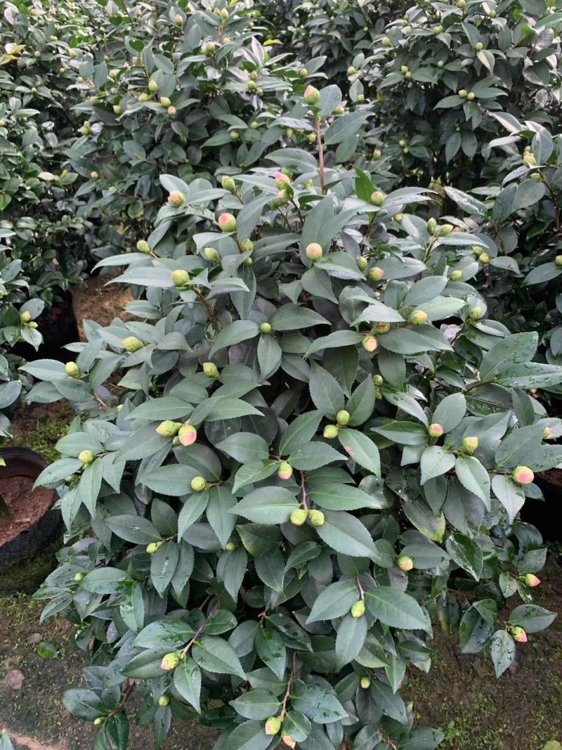 四季香妃茶花盆栽带花苞庭院室内外茶花树苗花卉阳台庭院盆栽