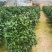 四季香妃茶花盆栽带花苞庭院室内外茶花树苗花卉阳台庭院盆栽