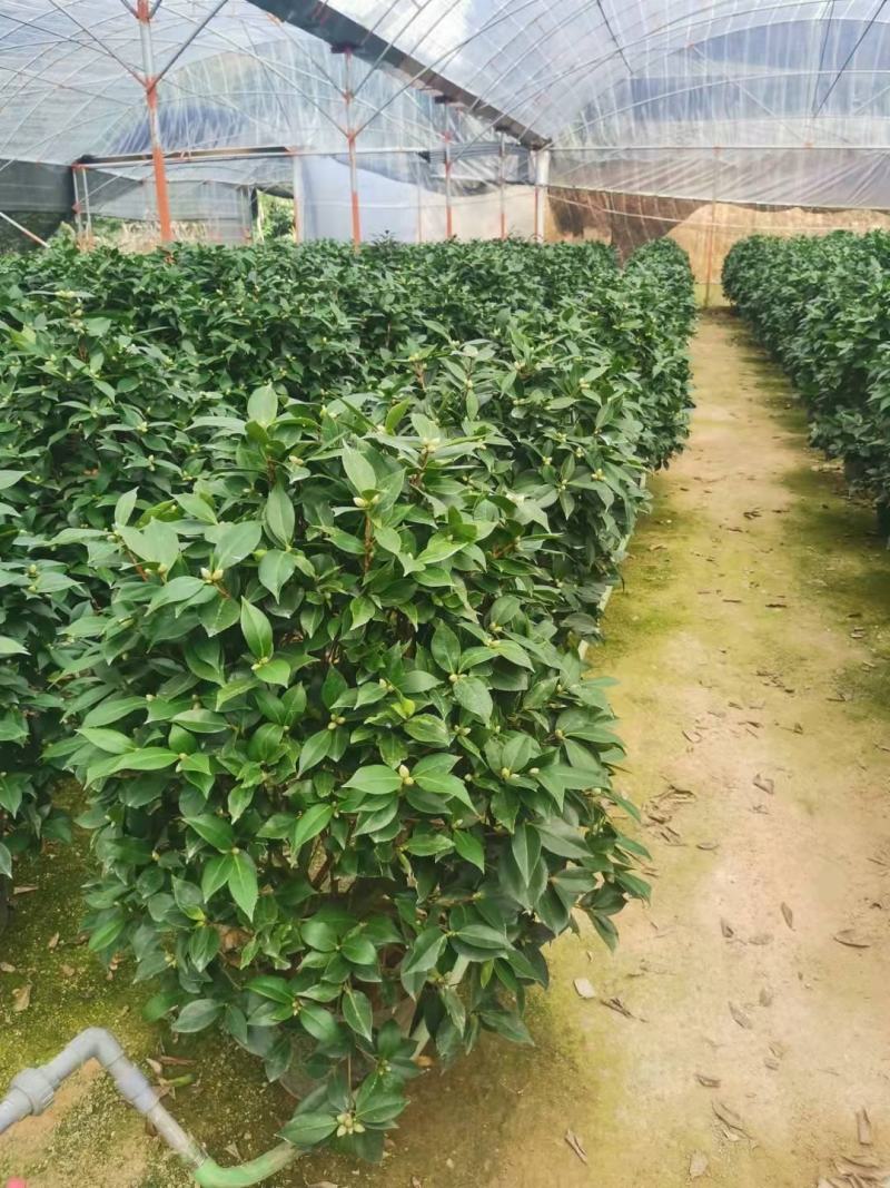 四季香妃茶花盆栽带花苞庭院室内外茶花树苗花卉阳台庭院盆栽