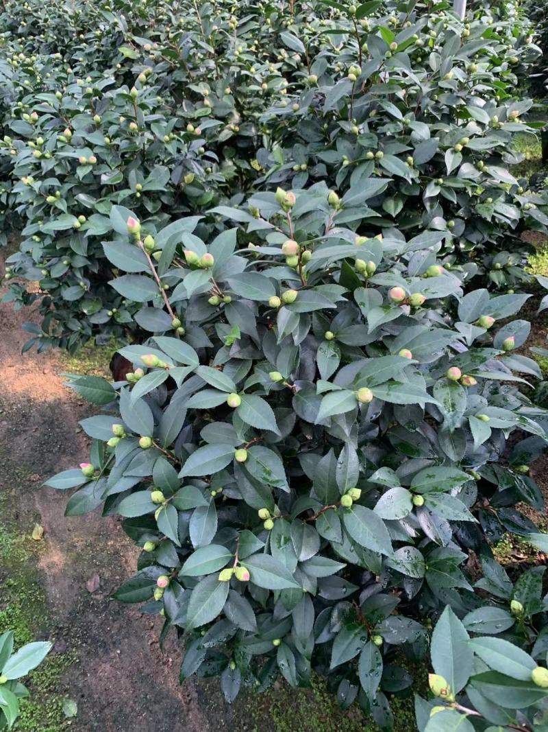 四季香妃茶花盆栽带花苞庭院室内外茶花树苗花卉阳台庭院盆栽