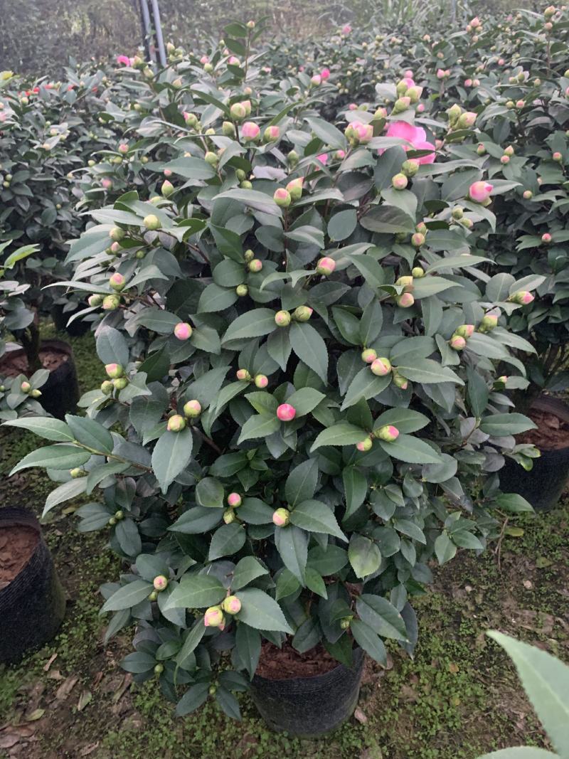 四季香妃茶花盆栽带花苞庭院室内外茶花树苗花卉阳台庭院盆栽