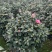 四季香妃茶花盆栽带花苞庭院室内外茶花树苗花卉阳台庭院盆栽
