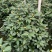 四季香妃茶花盆栽带花苞庭院室内外茶花树苗花卉阳台庭院盆栽