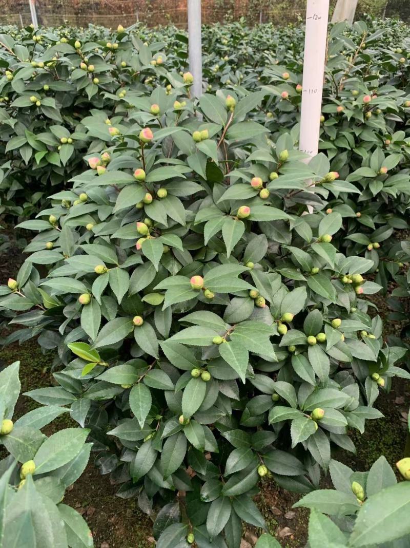 四季香妃茶花盆栽带花苞庭院室内外茶花树苗花卉阳台庭院盆栽