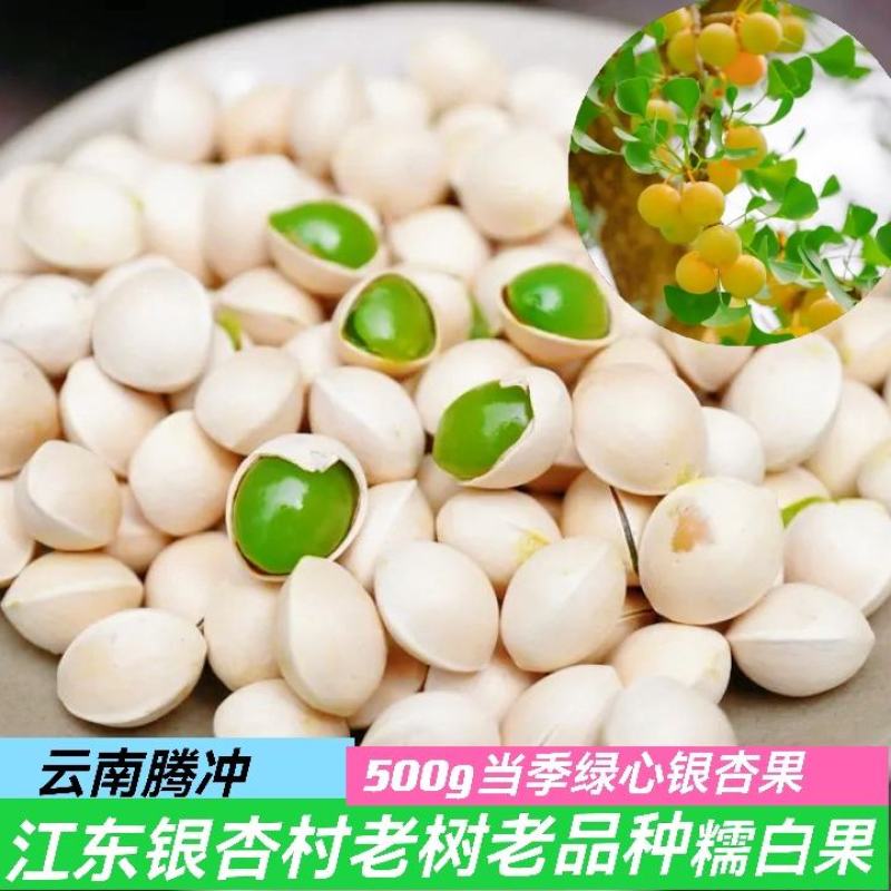 新鲜糯白果腾冲老树生白果绿芯银杏果批发老品种糯香银杏50