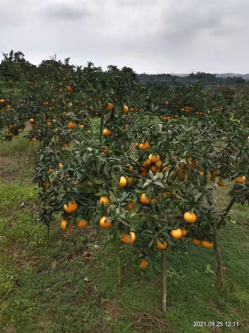 四川爱嫒38果冻橙千万亩大量上市中皮溥汁多清甜化渣欢迎各