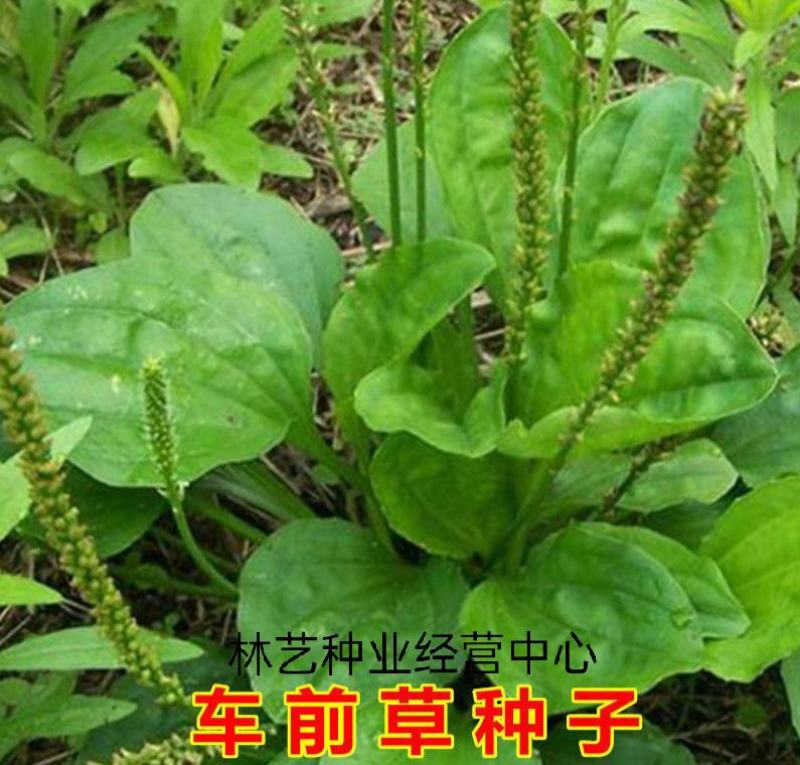车前草种子东北植物平车前籽山野菜猪耳菜种子家庭盆栽