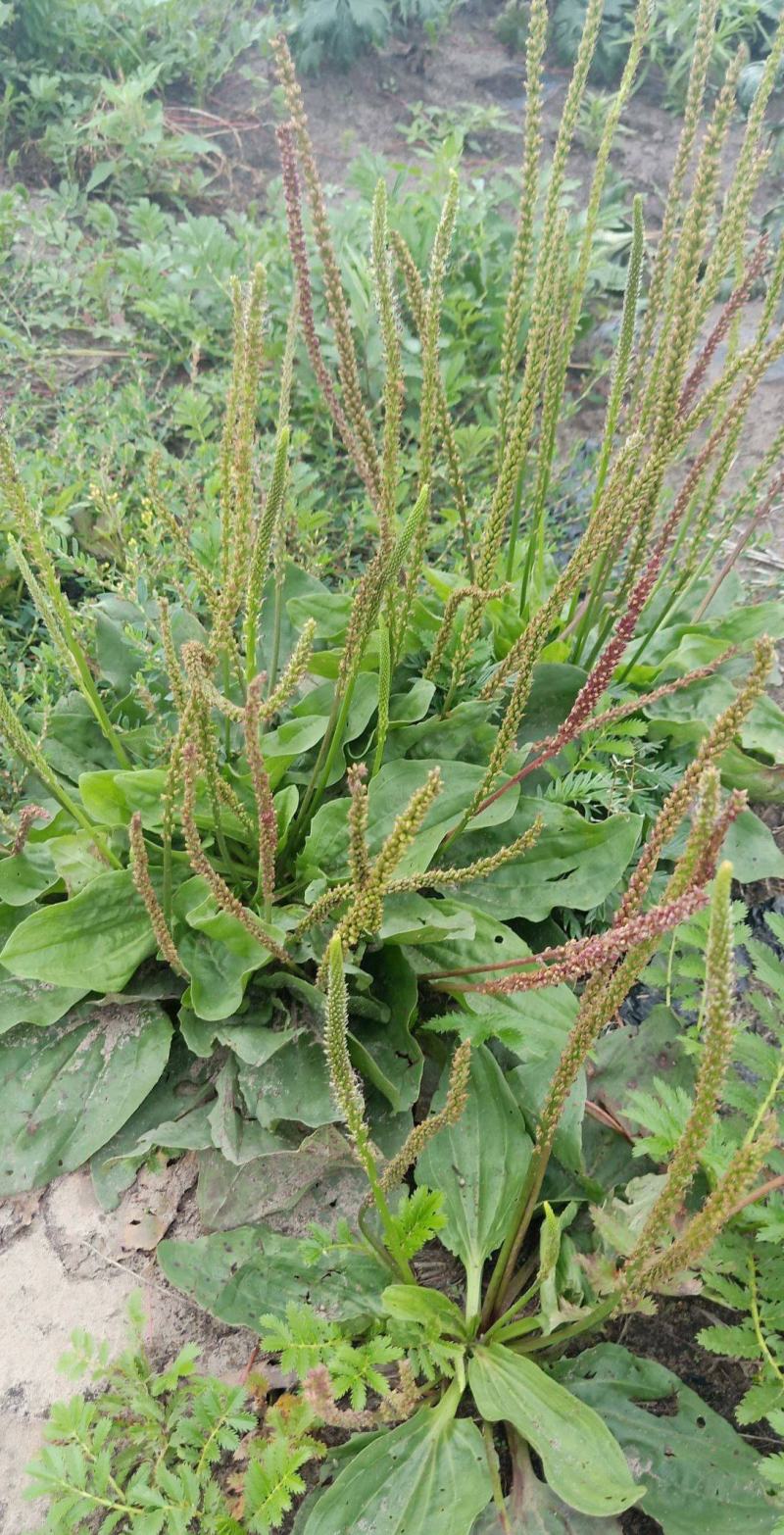 车前草种子东北植物平车前籽山野菜猪耳菜种子家庭盆栽