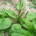 车前草种子东北植物平车前籽山野菜猪耳菜种子家庭盆栽