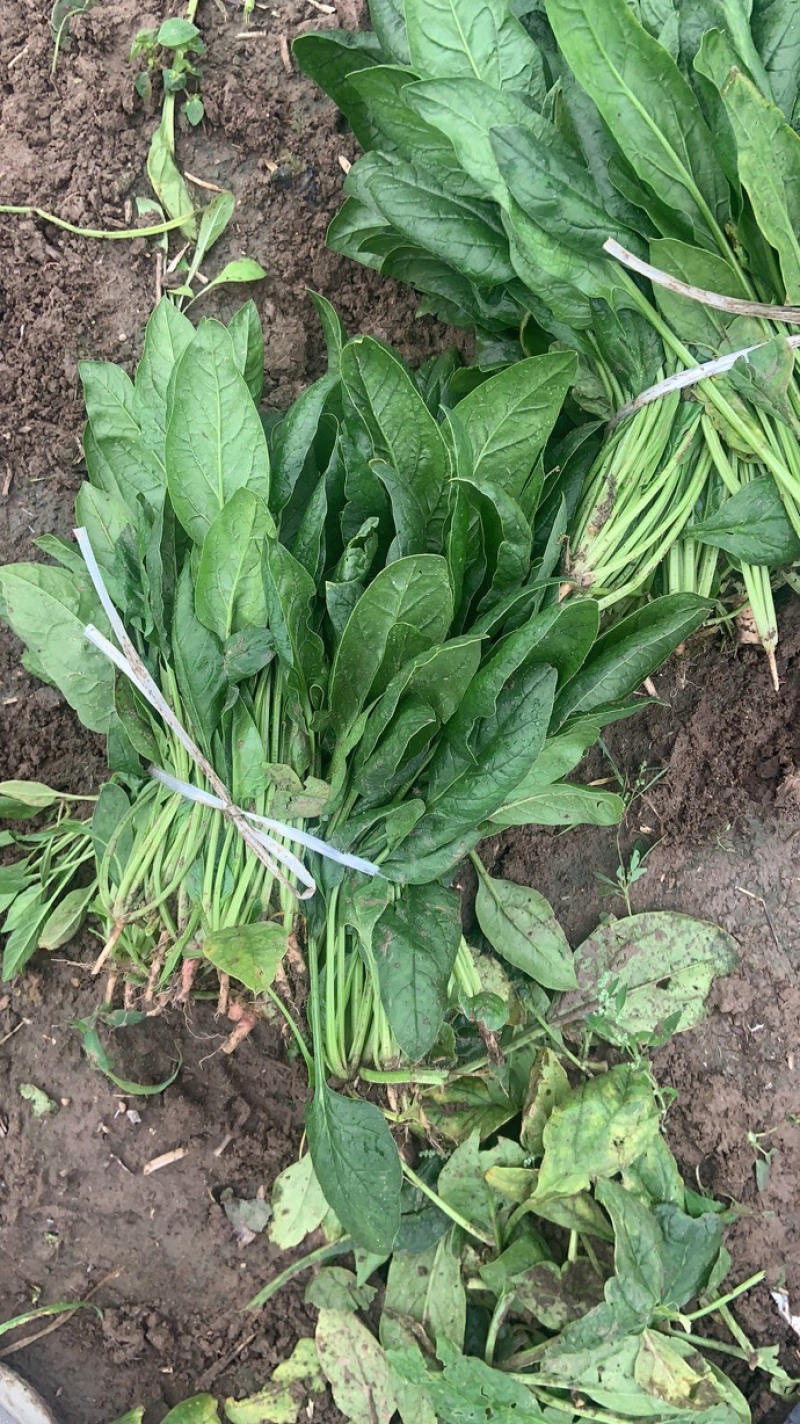 雨衣甘蓝，菠菜大量上市，价格面议。