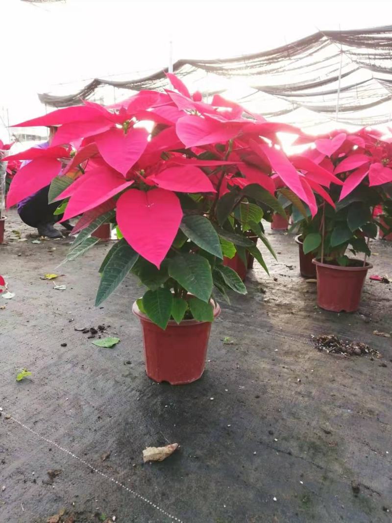 一品红盆栽四季开花阳台观赏花卉工程绿化基地直销批发