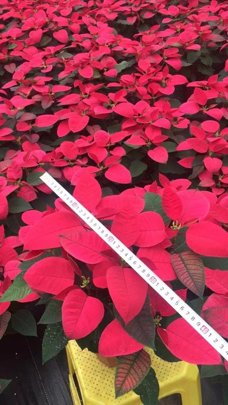 一品红盆栽四季开花阳台观赏花卉工程绿化基地直销批发