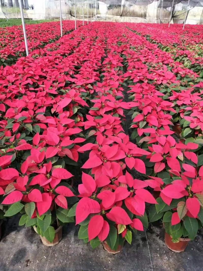 一品红盆栽四季开花阳台观赏花卉工程绿化基地直销批发