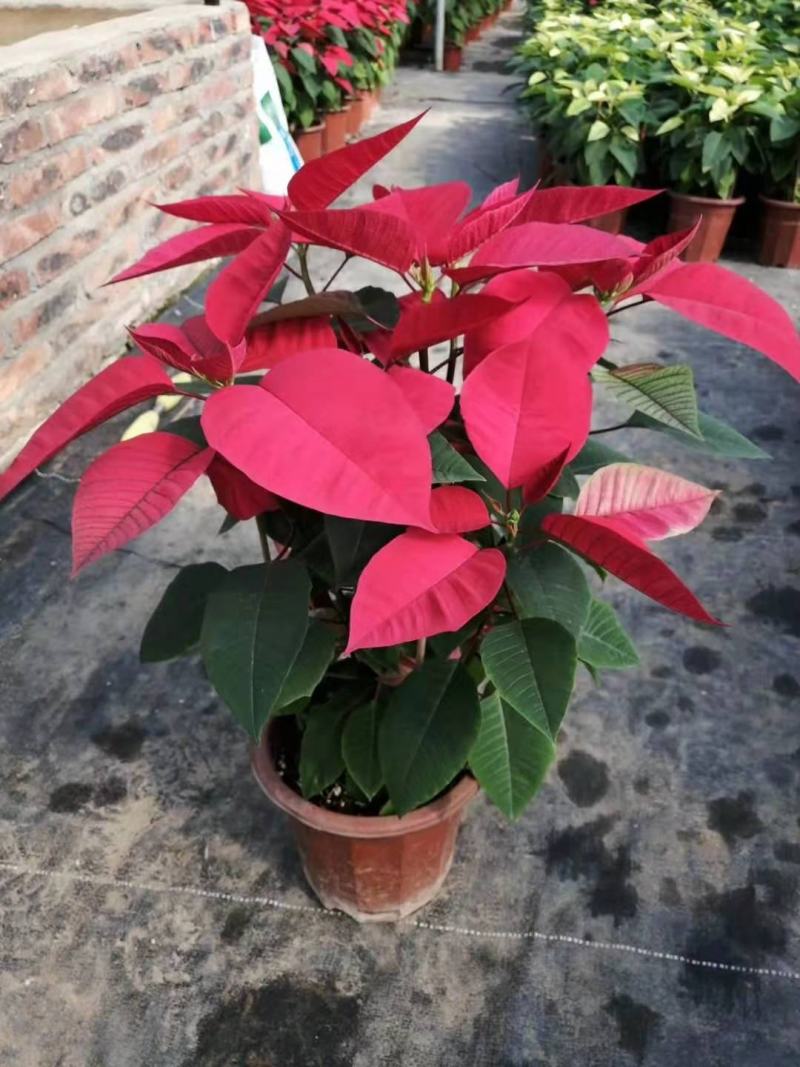 一品红盆栽四季开花阳台观赏花卉工程绿化基地直销批发