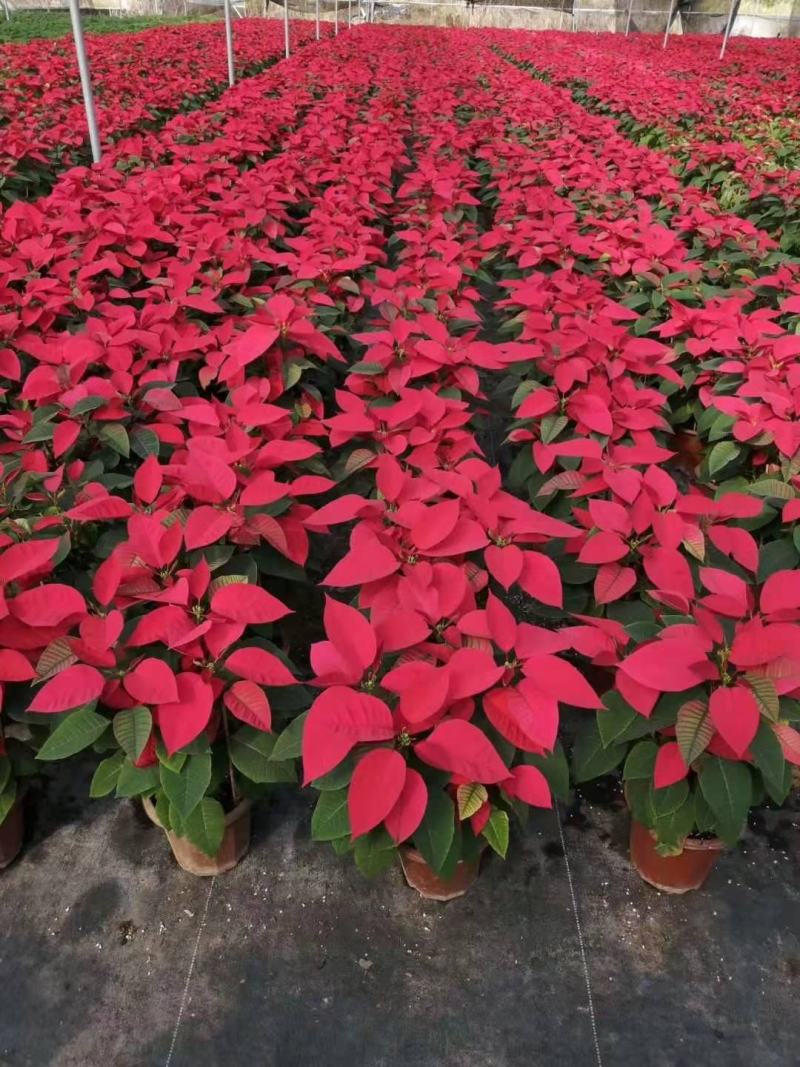 一品红盆栽四季开花阳台观赏花卉工程绿化基地直销批发
