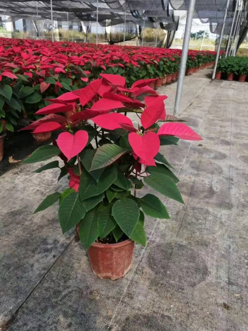 一品红盆栽四季开花阳台观赏花卉工程绿化基地直销批发